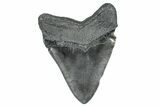 Huge Fossil Megalodon Tooth - South Carolina #371749-2